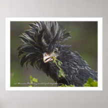 ポーランドチキン