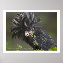 ポーランドチキン ポスター