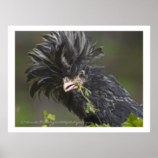 ポーランドチキン ポスター (正面)