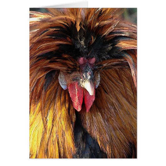 ポーランドロー (正面)