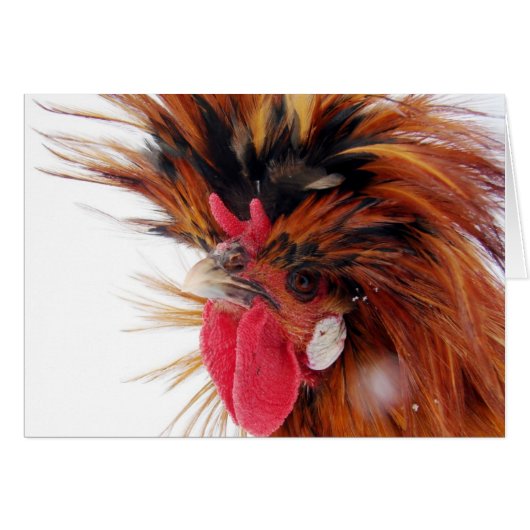 ポーランドロー (正面横)