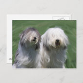 ポーランド低地の牧羊犬 ポストカード (正面/裏面)