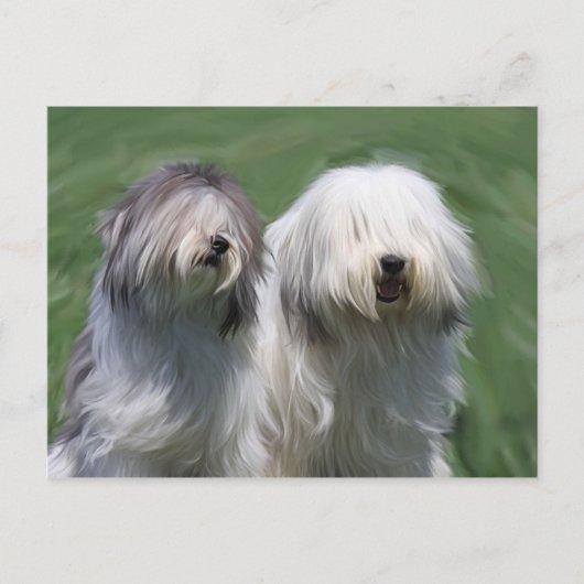 ポーランド低地の牧羊犬 ポストカード (正面)