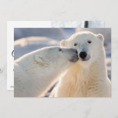 ポーラーベアキス シーズンカード (正面/裏面)