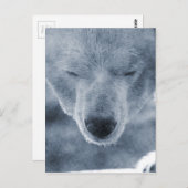 ポーラーベアポートレート ポストカード (正面/裏面)