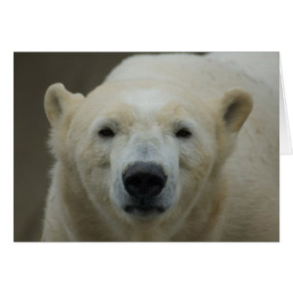 ポーラーベアーカード