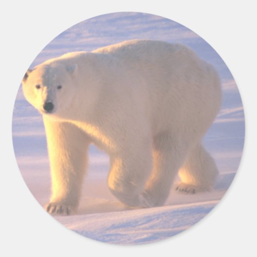 ポーラーベアーモーン2 ラウンドシール (正面)