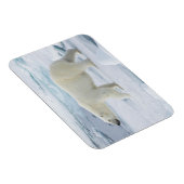 ポーラーベア歩く（ノルウェー） マグネット (右側)