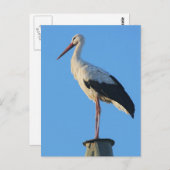 ポールにコウノトリ ポストカード (正面/裏面)