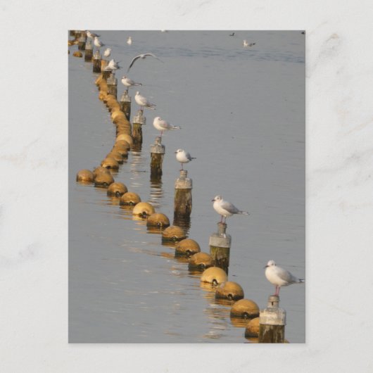 ポール上のカモメDIYはがき ポストカード (正面)