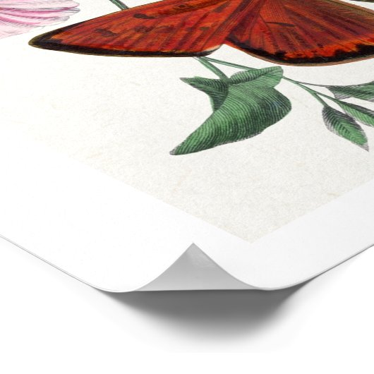 ポール・ゲルヴァイスによる昼蝶の勉強 ポスター (角)