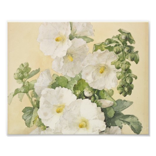 ポール・デロンプレ – Hollyhocks 1901 フォトプリント (正面)