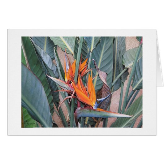 ポールMcGeheeの"極楽鳥"カード (正面横)