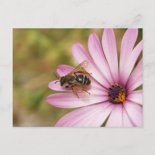 ポーレン ポストカード (正面)