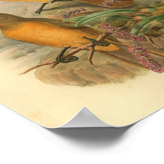 ポーンブレストウッドシークイエローバードプリント ポスター (角)