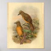 ポーンブレストウッドシークイエローバードプリント ポスター (正面)