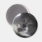 ポー2 マグネット (正面/裏面)