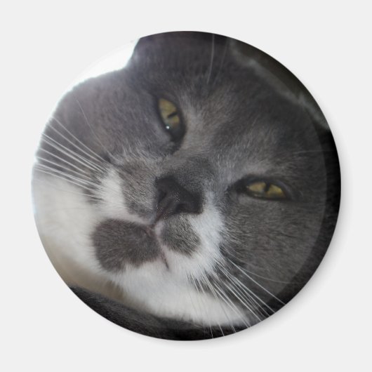 ポー2 マグネット (正面)