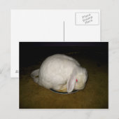 ポー on プレート ポストカード (正面/裏面)