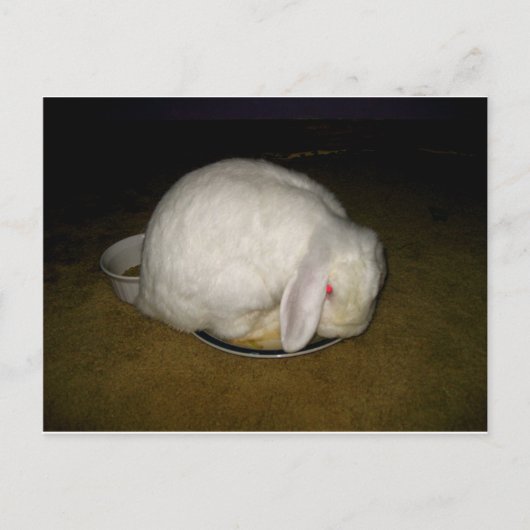 ポー on プレート ポストカード (正面)