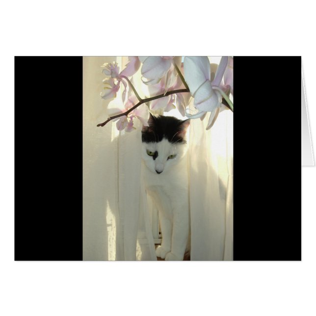 マイかわいらし子猫 (正面横)