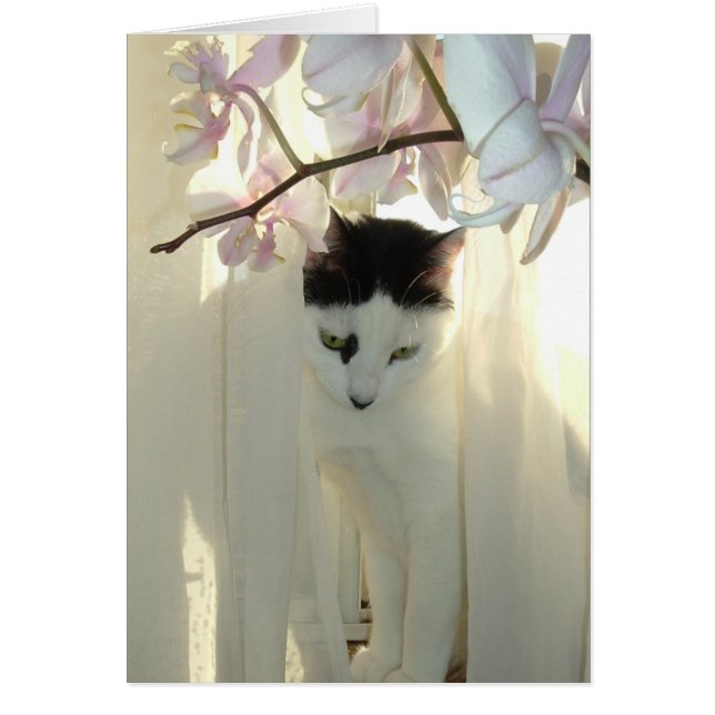 マイかわいらし子猫 (正面)