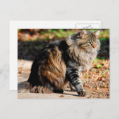 マイアコーンメーンクーンキャットポストカード ポストカード (正面/裏面)