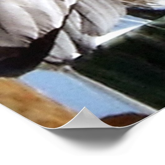 マイアミペリカン ポスター (角)