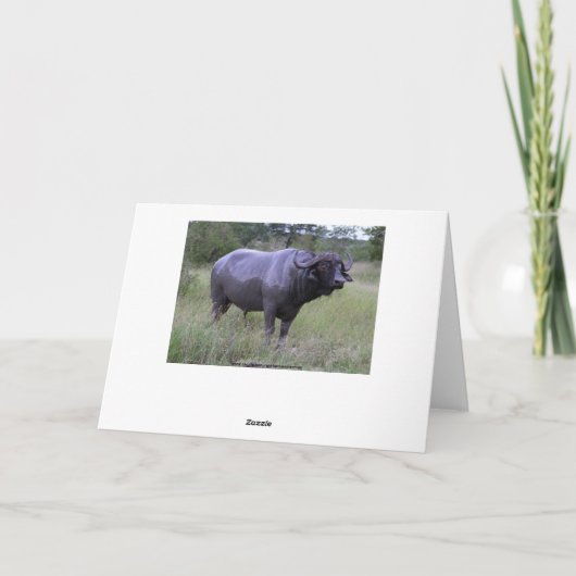 マイクハッピーバースデーケープバッファローマッドバス カード (裏面)