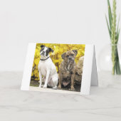 マイク＆モリーの結婚式 案内状 (裏面)