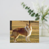 マイコリー ポストカード (スタンド正面)