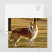 マイコリー ポストカード (正面/裏面)