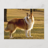 マイコリー ポストカード (正面)