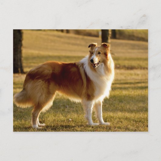 マイコリー ポストカード (正面)