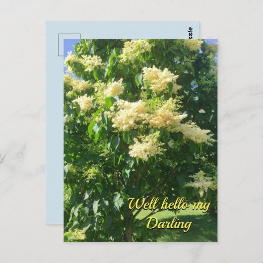 マイダーリングはがき ポストカード (正面/裏面)