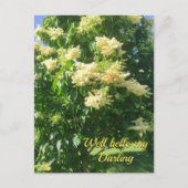 マイダーリングはがき ポストカード (正面)