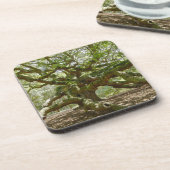 マイティエンジェルオーク コースター (左側)