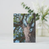 マイティオーク ポストカード (スタンド正面)