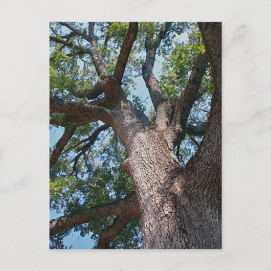 マイティオーク ポストカード (正面)