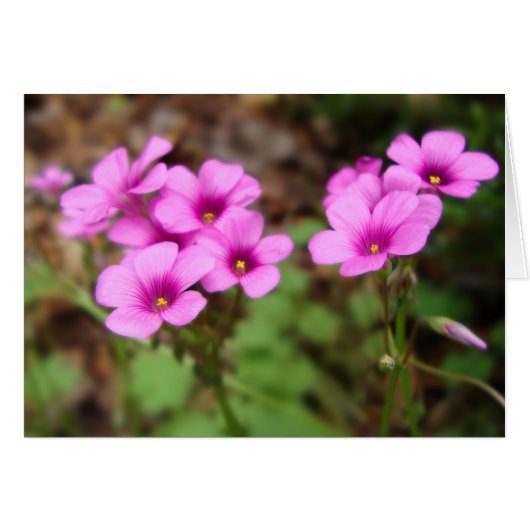 マイドアステップカード (正面横)