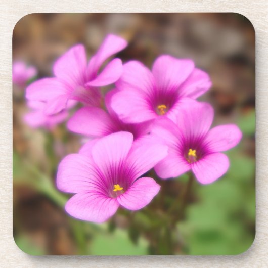 マイドアステップコルクコースター コースター (正面)