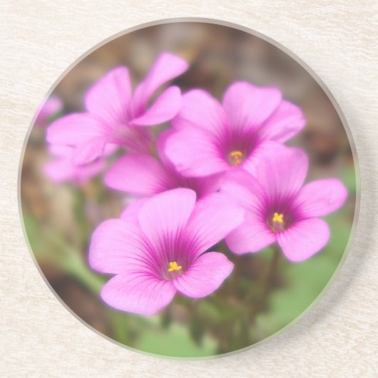 マイドアステップコースター コースター (正面)