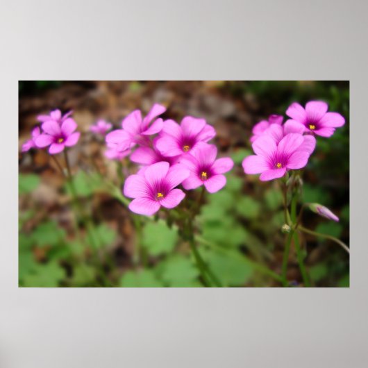 マイドアステッププリント ポスター (正面)