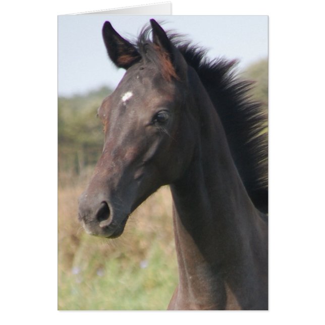 マイニューポニー (正面)