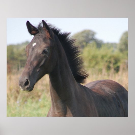 マイニューポニー ポスター (正面)