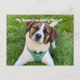 マイヒューマンが結婚するよ 犬の写真でSave The 案内ポストカード