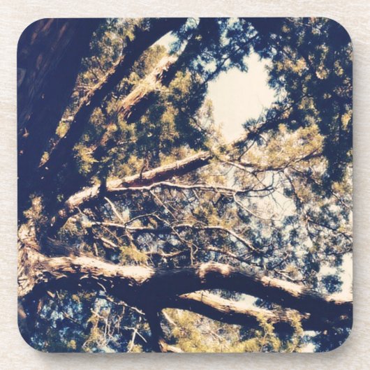 マイフェイブツリー コースター (正面)