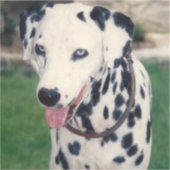 マイペットの友カスタム人の写真 シール (正面)