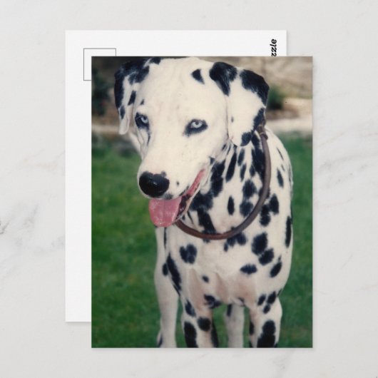 マイペットの友カスタム人の写真 ポストカード (正面/裏面)