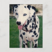 マイペットの友カスタム人の写真 ポストカード (正面)